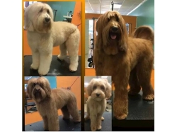 Dog Grooming Salon in West Houston