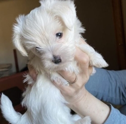 Best Maltese Puppy for Sale