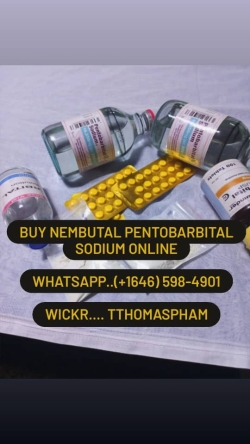 Contact whatssAp..+6465984901 Wickr..tth0maspham Buy cheap nembutal pentobarbital sodium, pills, liquid, powder, SECONAL FOR SALE ONLINE, SECONAL and 