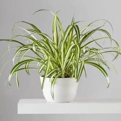 Indoor house plants uk