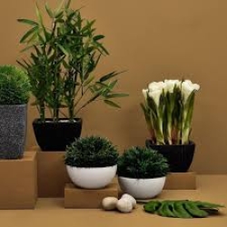Buy house plants online